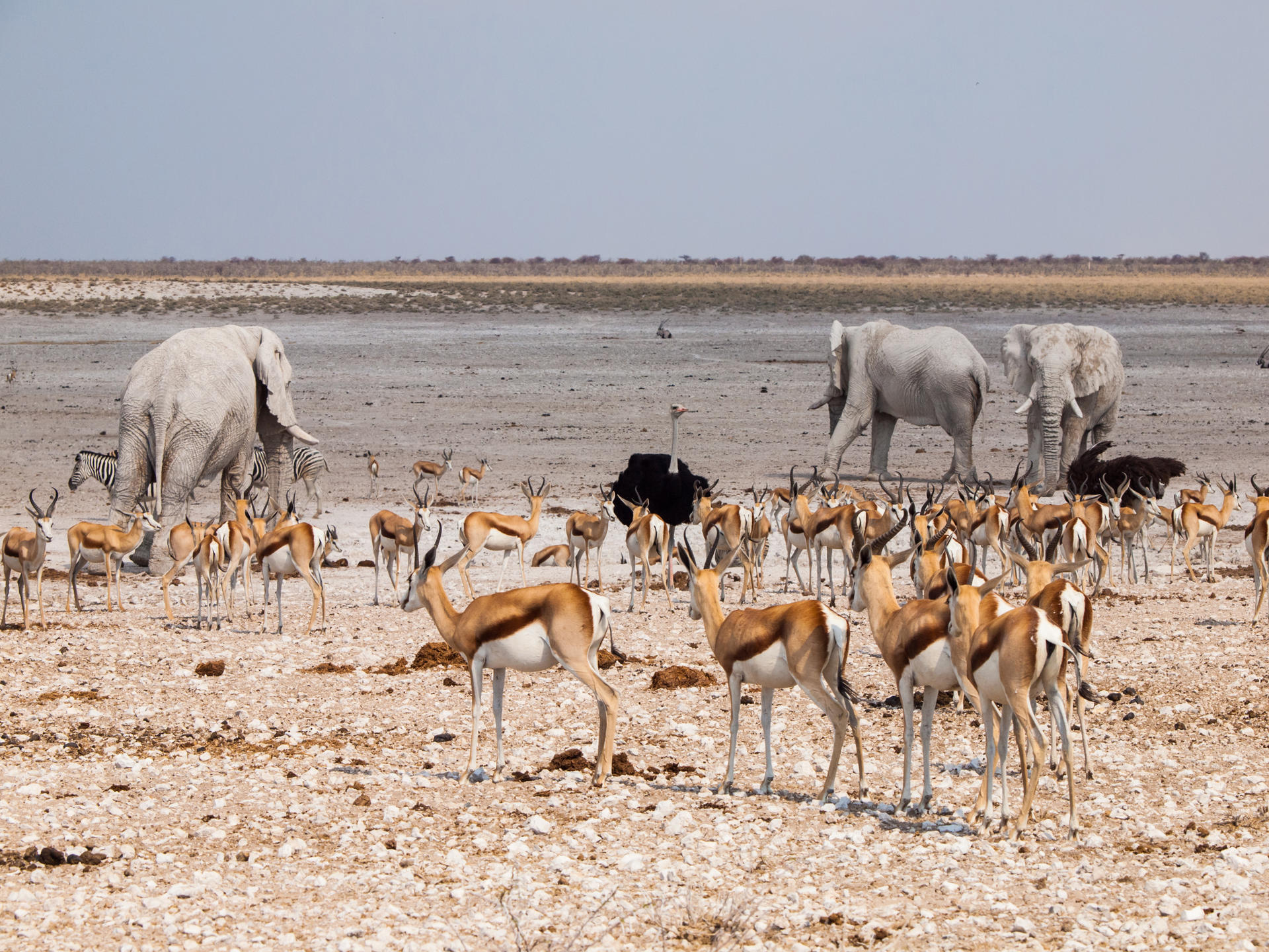 Etosha Village thumbnail 15